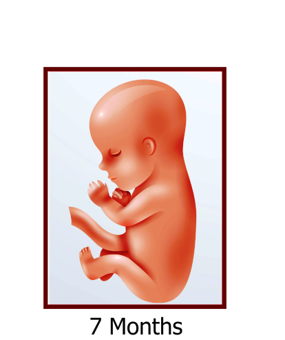 7 Months Foetus